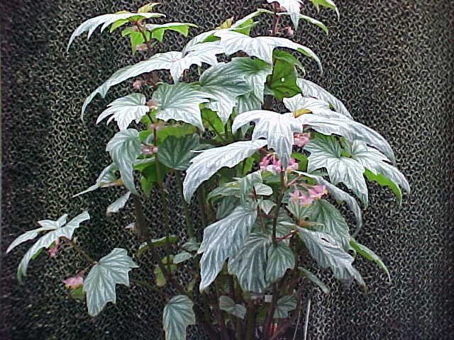 B. ‘Sweet Susanne’